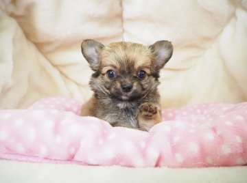 チワワ(ロング)【奈良県・男の子・2021年6月10日・レッド】の写真「優しいお顔つきの男の子です🐶💕」