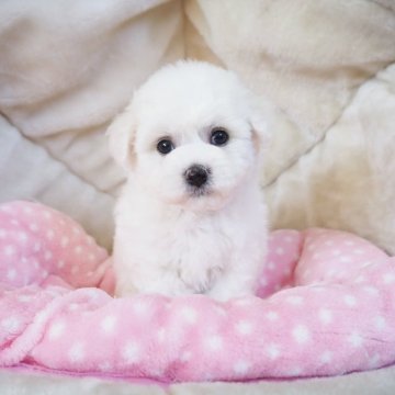 ビションフリーゼ【奈良県・男の子・2024年8月20日・ホワイト】の写真「パパは韓国ミニビション💖優しいお顔の男の子💖」