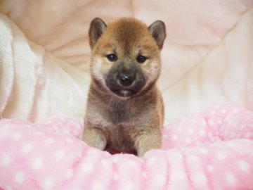 柴犬(豆柴)【奈良県・女の子・2020年1月15日・赤】の写真「両親から三代豆柴合格認定犬💮豆柴家系🌟」