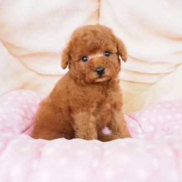 トイプードル(タイニー)【奈良県・男の子・2023年8月10日・レッド】の写真「小ぶりタイニーの可愛らしい男の子💖」