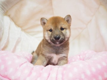 柴犬(豆柴)【奈良県・男の子・2020年1月15日・赤】の写真「両親から三代豆柴合格認定犬💯豆柴家系🌟」