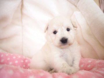 ミニチュアシュナウザー【奈良県・女の子・2020年3月18日・ホワイト】の写真「優しいお顔付きの女の子💖」