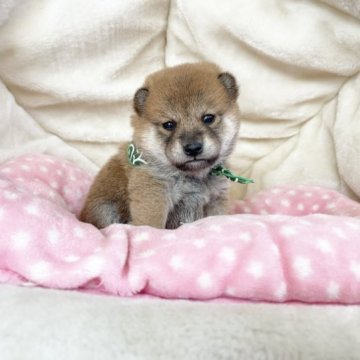 柴犬(豆柴)【奈良県・男の子・2023年10月5日・赤】の写真「両親から三代豆柴合格認定犬🌟ミニ豆柴くん💖」