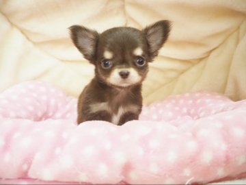 チワワ(ロング)【奈良県・男の子・2021年9月20日・チョコタン&クリーム】の写真「ぬいぐるみみたいな可愛さの男の子💖」