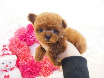 トイプードル(ティーカップ)【奈良県・男の子・2018年10月18日・レッド】の写真「ぬいぐるみのような男の子❤️」