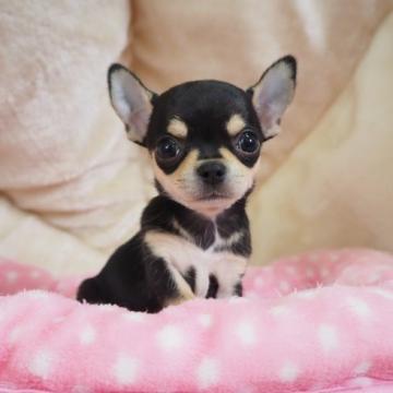 チワワ(スムース)【奈良県・女の子・2022年4月22日・ブラックタン】の写真「手のひらサイズのかわい子ちゃん💖」