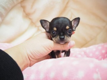 チワワ(スムース)【奈良県・男の子・2020年9月21日・ブラックタン】の写真「優しいお顔のおちびくんです💖」