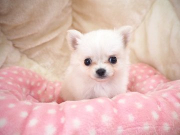 チワワ(ロング)【奈良県・女の子・2020年6月1日・ホワイト】の写真「お顔の整ったおちびちゃん💖」