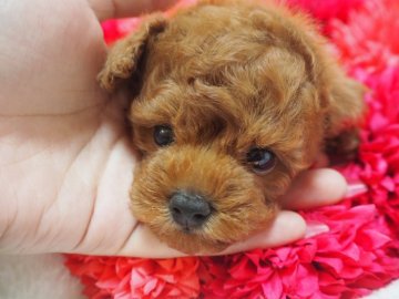 トイプードル(ティーカップ)【奈良県・男の子・2017年7月19日・レッド】の写真「お目目がおっきくてクリクリボーイ(*´∇｀*)♡」
