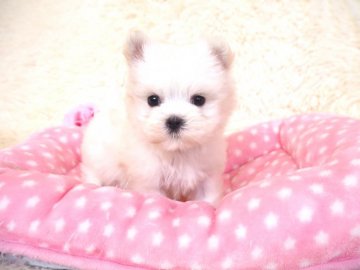 マルチーズ【奈良県・男の子・2019年8月28日・ホワイト】の写真「小ぶりなマルチーズくん💖」