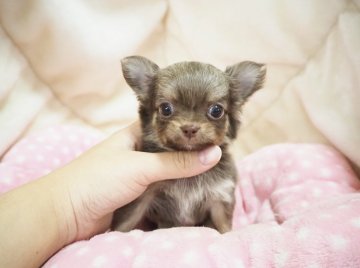 チワワ(ロング)【奈良県・女の子・2020年10月22日・イザベラフォーン】の写真「イザベラフォーンの小ぶりな女の子💖」