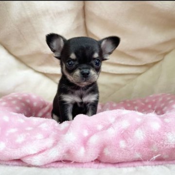 チワワ(スムース)【奈良県・女の子・2022年12月7日・ブラックタン】の写真「片手サイズの小ぶりなチワワちゃん💖」