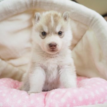 シベリアンハスキー【奈良県・女の子・2024年4月1日・レッド&ホワイト】の写真「女の子らしいお上品なお顔つき💖」