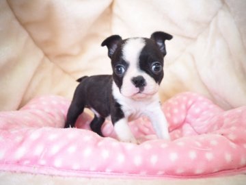 ボストンテリア【奈良県・男の子・2020年9月23日・ボストンカラー】の写真「ボストンSサイズの可愛い男の子💖」