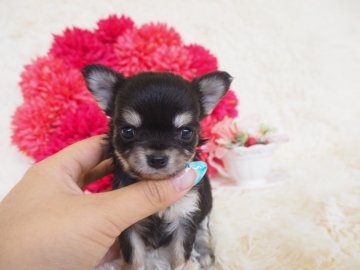 チワワ(ロング)【奈良県・女の子・2018年3月28日・ブラックタン】の写真「優しいお顔の、超‼️おチビちゃん💕」