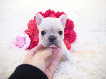フレンチブルドッグ【奈良県・男の子・2019年1月1日・クリーム】の写真「小ぶりコロコロのフレブルくん💖」