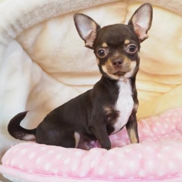 チワワ(スムース)【奈良県・男の子・2022年7月6日・チョコタン】の写真「優しいお顔の男の子💖」