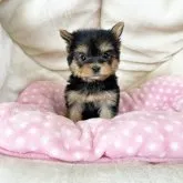 ヨークシャーテリア【奈良県・女の子・2023年9月4日・スチールブルー&タン】の写真1