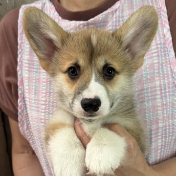 ウェルシュ・コーギー・ペンブローク【栃木県・男の子・2025年5月19日・レッド&ホワイト】の写真「しっかりとした男の子の顔立ち♪」