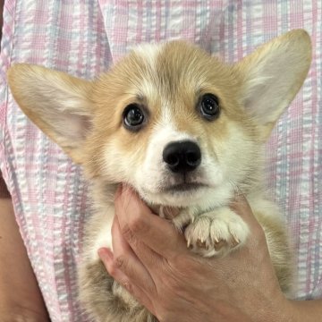 ウェルシュ・コーギー・ペンブローク【栃木県・男の子・2025年5月19日・レッド&ホワイト】の写真「明るく元気な男の子です♪」