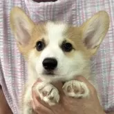 ウェルシュ・コーギー・ペンブローク【栃木県・男の子・2025年5月19日・レッド&ホワイト】の写真1「可愛い男の子です♪」