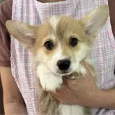 ウェルシュ・コーギー・ペンブローク【栃木県・男の子・2025年5月19日・レッド&ホワイト】の写真2「お顔も両耳から鼻にかけて正三角形のラインで、バランスの取れた顔立ちです♪」