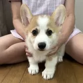 ウェルシュ・コーギー・ペンブローク【栃木県・男の子・2025年5月19日・レッド&ホワイト】の写真6「毛色は、綺麗なレッド＆ホワイトになります♪」