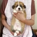 ウェルシュ・コーギー・ペンブローク【栃木県・男の子・2025年5月6日・レッド&ホワイト】の写真6「毛色は、綺麗なレッド＆ホワイトになります♪」