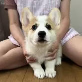 ウェルシュ・コーギー・ペンブローク【栃木県・男の子・2025年5月19日・レッド&ホワイト】の写真7「お顔のマズルも太くて男前です♪」