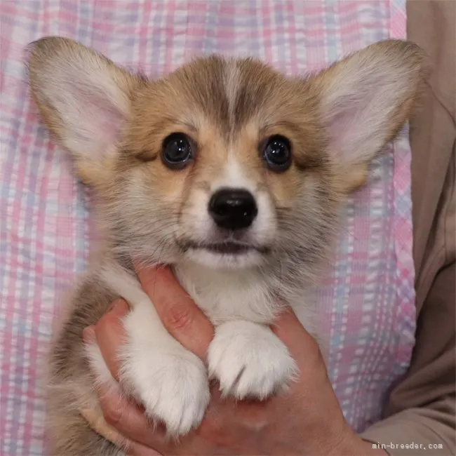 ID:2104-01735の子犬