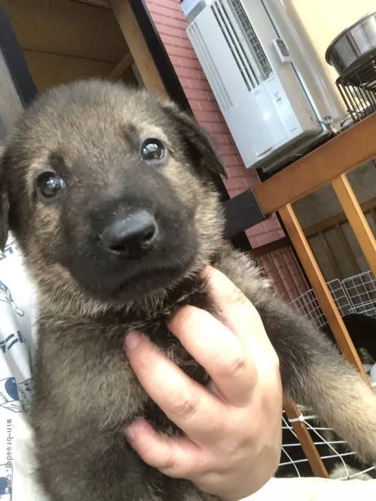 ID:2008-00467の子犬