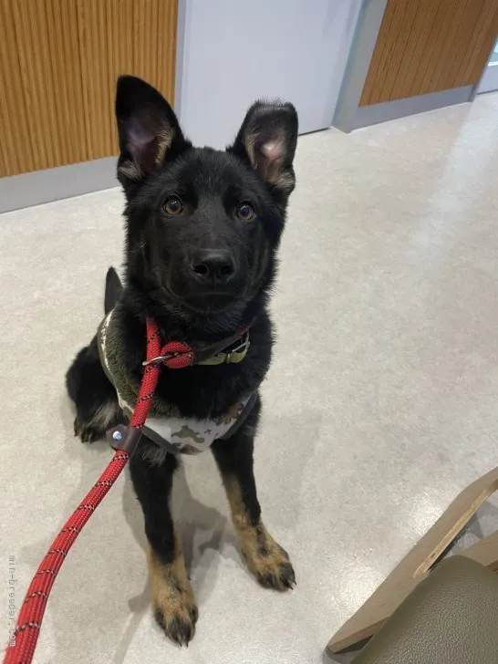 ID：2204-01123の子犬