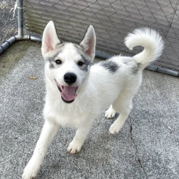 シベリアンハスキー【埼玉県・女の子・2025年8月8日・シルバー&ホワイト】の写真「マイペースなレアカラーちゃん♥️分割払い可」