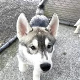 シベリアンハスキー