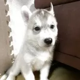 シベリアンハスキー