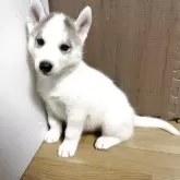 シベリアンハスキー