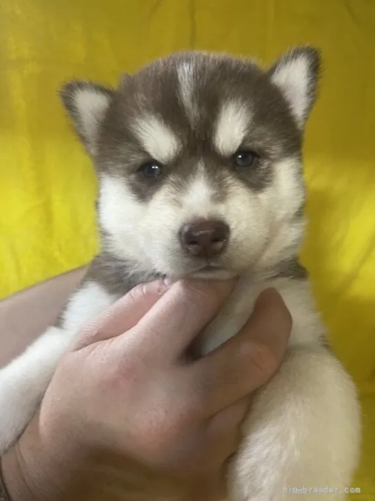 ID:2205-02564の子犬