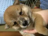 柴犬(標準サイズ)【埼玉県・女の子・2016年6月30日・赤】の写真2