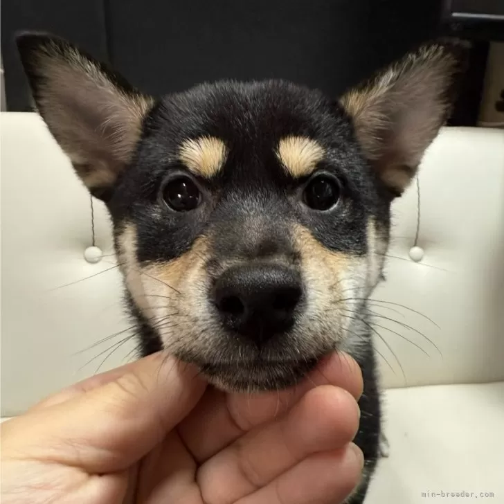ID：2411-00517の子犬