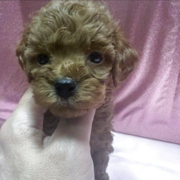 トイプードル(トイ)【愛知県・男の子・2025年10月29日・レッド】の写真「お父さん1.7ｋｇ　優しい両親です🐾」