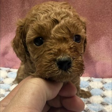 トイプードル(トイ)【愛知県・女の子・2025年10月29日・レッド】の写真「お父さん1.7ｋｇ　優しい両親です🐾」