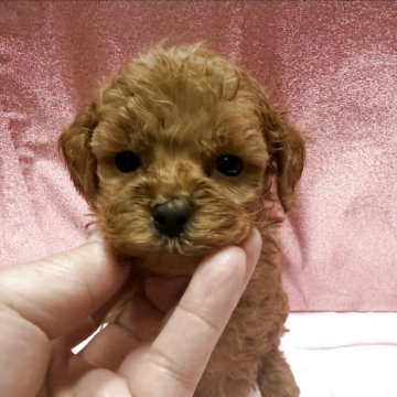 トイプードル(トイ)【愛知県・女の子・2025年10月29日・レッド】の写真「お父さん1.7ｋｇ　優しい両親です🐾」