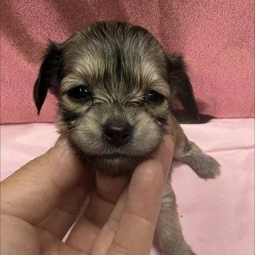 チワックス(チワワ×ダックスフンド)【愛知県・女の子・2025年11月11日・クリーム系】の写真「短足おチビちゃん😻」