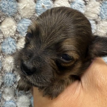 チワックス(チワワ×ダックスフンド)【愛知県・男の子・2025年11月11日・レッド系】の写真「小さな末っ子です😻」