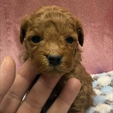 トイプードル(トイ)【愛知県・男の子・2025年10月29日・レッド】の写真「お父さん1.7ｋｇ　優しい両親です🐾」