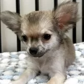 チワワ(ロング)