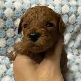 トイプードル(トイ)