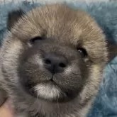 柴犬(標準サイズ)