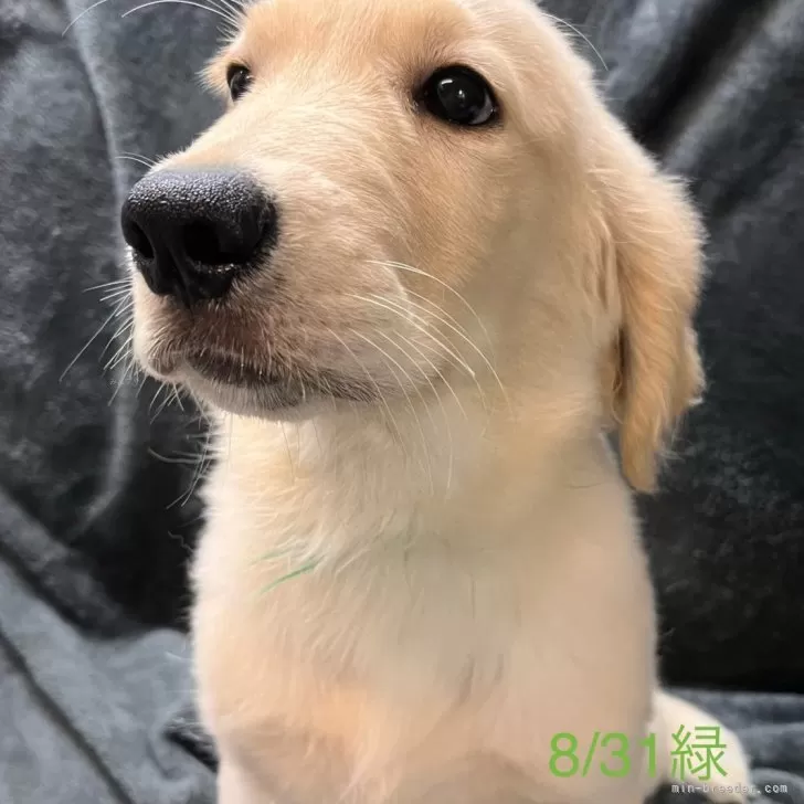 ID：2407-03234の子犬