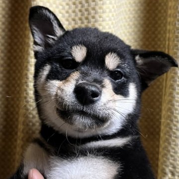 柴犬(標準サイズ)【愛知県・女の子・2023年11月11日・黒】の写真「お父さん豆柴お母さん豆柴サイズです。」